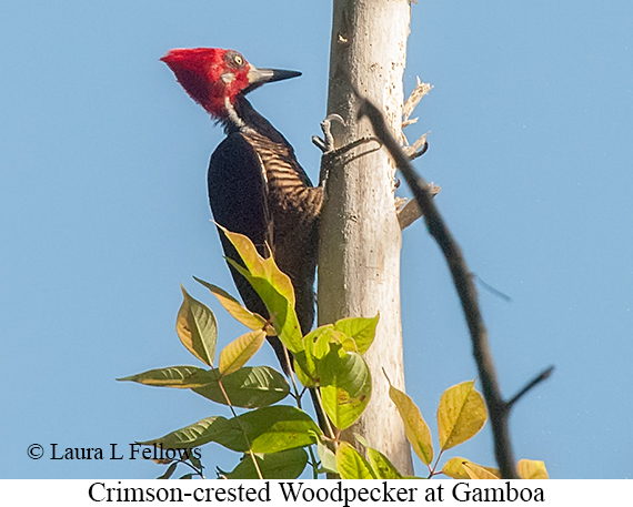 Crimson-crested Woodpecker - © Laura L Fellows and Exotic Birding LLC Crimson-crested Woodpecker - © Laura L Fellows and Exotic Birding LLC