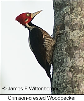 Crimson-crested Woodpecker - © James F Wittenberger and Exotic Birding LLC