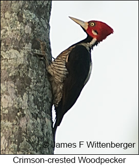 Crimson-crested Woodpecker - © James F Wittenberger and Exotic Birding LLC Crimson-crested Woodpecker - © James F Wittenberger and Exotic Birding LLC