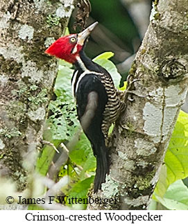 Crimson-crested Woodpecker - &copy; James F Wittenberger and Exotic Birding LLC