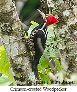 Crimson-crested Woodpecker - &copy; James F Wittenberger and Exotic Birding LLC