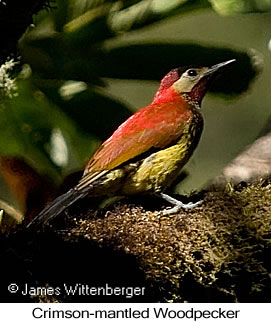 Crimson-mantled Woodpecker - © James F Wittenberger and Exotic Birding LLC