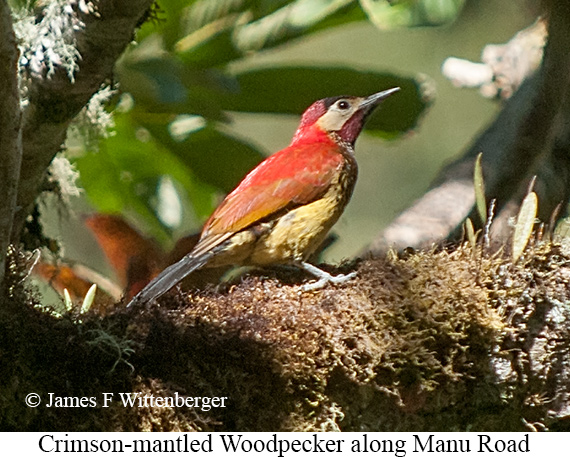 Crimson-mantled Woodpecker - &copy; James F Wittenberger and Exotic Birding LLC