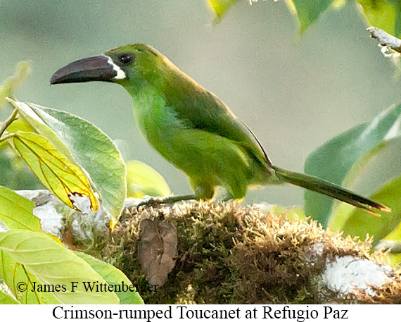 Crimson-rumped Toucanet - &copy; James F Wittenberger and Exotic Birding LLC