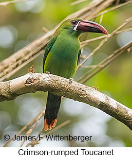 Crimson-rumped Toucanet - © James F Wittenberger and Exotic Birding LLC Crimson-rumped Toucanet - © James F Wittenberger and Exotic Birding LLC