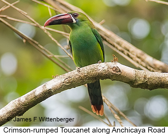 Crimson-rumped Toucanet - © James F Wittenberger and Exotic Birding LLC Crimson-rumped Toucanet - © James F Wittenberger and Exotic Birding LLC