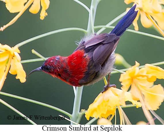Crimson Sunbird - © James F Wittenberger and Exotic Birding LLC Crimson Sunbird - © James F Wittenberger and Exotic Birding LLC