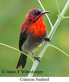 Crimson Sunbird - © James F Wittenberger and Exotic Birding LLC