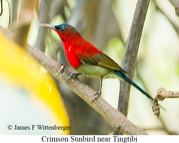 Crimson Sunbird - © James F Wittenberger and Exotic Birding LLC