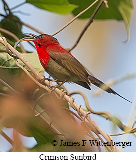 Crimson Sunbird - © James F Wittenberger and Exotic Birding LLC