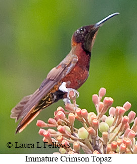 Crimson Topaz - © Laura L Fellows and Exotic Birding LLC