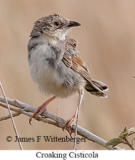 Croaking Cisticola - © James F Wittenberger and Exotic Birding LLC Croaking Cisticola - © James F Wittenberger and Exotic Birding LLC