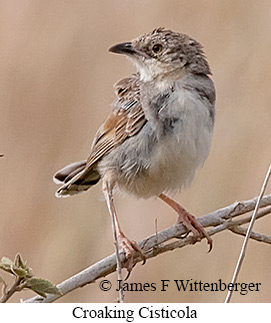 Croaking Cisticola - © James F Wittenberger and Exotic Birding LLC Croaking Cisticola - © James F Wittenberger and Exotic Birding LLC