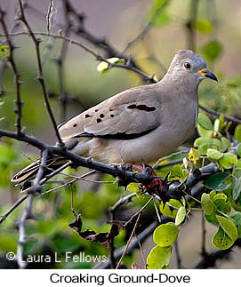 Croaking Ground-Dove - © Laura L Fellows and Exotic Birding LLC