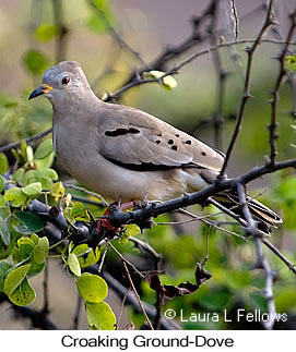Croaking Ground-Dove - © Laura L Fellows and Exotic Birding LLC