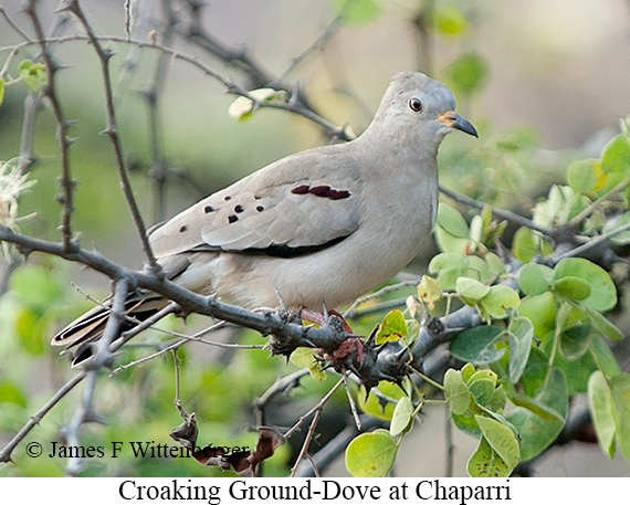 Croaking Ground Dove - &copy; James F Wittenberger and Exotic Birding LLC