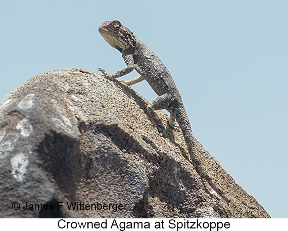 Crowned Agama - © James F Wittenberger and Exotic Birding LLC
