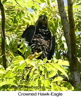 Crowned Hawk-Eagle - © James F Wittenberger and Exotic Birding LLC