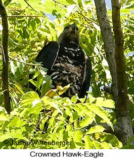 Crowned Hawk-Eagle - © James F Wittenberger and Exotic Birding LLC Crowned Hawk-Eagle - © James F Wittenberger and Exotic Birding LLC