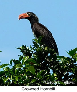 Crowned Hornbill - © Laura L Fellows and Exotic Birding LLC