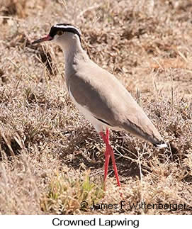 Crowned Lapwing - © James F Wittenberger and Exotic Birding LLC