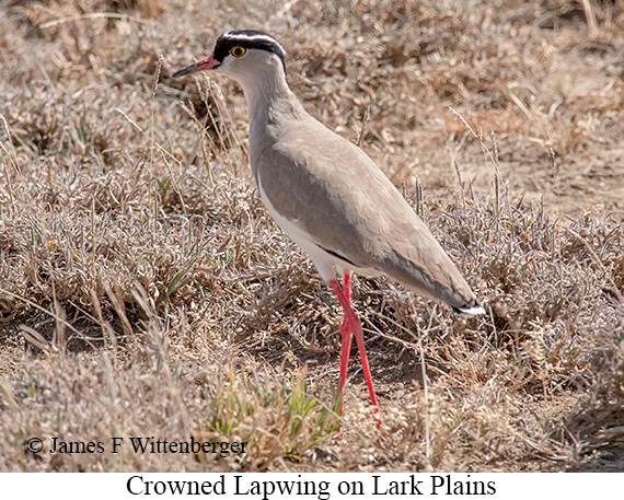 Crowned Lapwing - © James F Wittenberger and Exotic Birding LLC