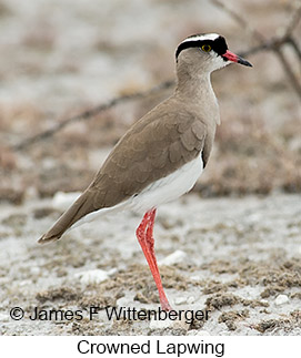 Crowned Lapwing - © James F Wittenberger and Exotic Birding LLC Crowned Lapwing - © James F Wittenberger and Exotic Birding LLC