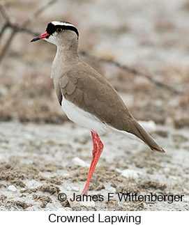 Crowned Lapwing - © James F Wittenberger and Exotic Birding LLC