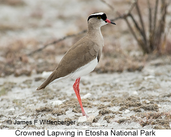 Crowned Lapwing - © James F Wittenberger and Exotic Birding LLC