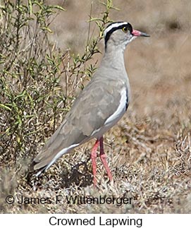 Crowned Lapwing - © James F Wittenberger and Exotic Birding LLC