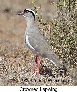 Crowned Lapwing - © James F Wittenberger and Exotic Birding LLC Crowned Lapwing - © James F Wittenberger and Exotic Birding LLC