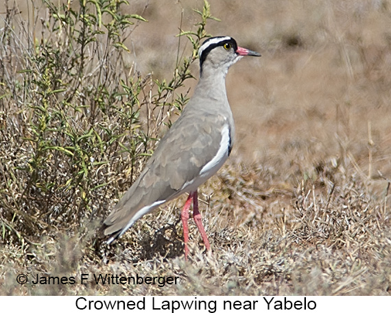 Crowned Lapwing - © James F Wittenberger and Exotic Birding LLC