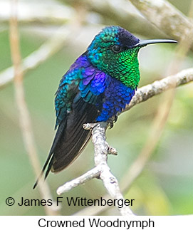 Crowned Woodnymph - © James F Wittenberger and Exotic Birding LLC Crowned Woodnymph - © James F Wittenberger and Exotic Birding LLC