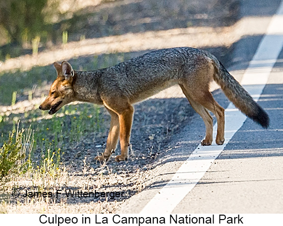 Culpeo - © James F Wittenberger and Exotic Birding LLC Culpeo - © James F Wittenberger and Exotic Birding LLC