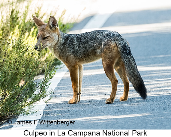 Culpeo - © James F Wittenberger and Exotic Birding LLC Culpeo - © James F Wittenberger and Exotic Birding LLC