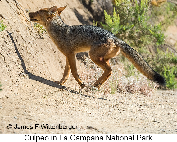 Culpeo - © James F Wittenberger and Exotic Birding LLC Culpeo - © James F Wittenberger and Exotic Birding LLC