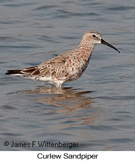 Curlew Sandpiper - © James F Wittenberger and Exotic Birding LLC Curlew Sandpiper - © James F Wittenberger and Exotic Birding LLC
