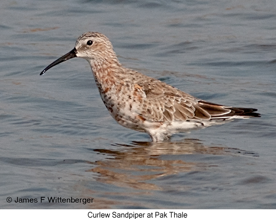 Curlew Sandpiper - © James F Wittenberger and Exotic Birding LLC