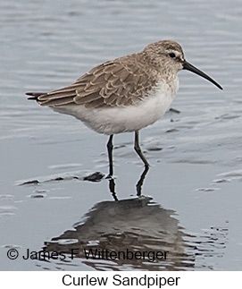 Curlew Sandpiper - © James F Wittenberger and Exotic Birding LLC