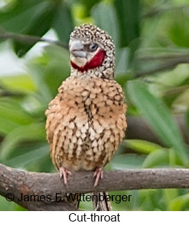 Cut-throat - © James F Wittenberger and Exotic Birding LLC