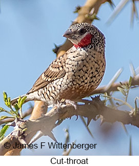 Cut-throat - © James F Wittenberger and Exotic Birding LLC Cut-throat - © James F Wittenberger and Exotic Birding LLC