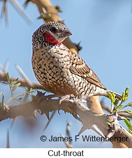 Cut-throat - © James F Wittenberger and Exotic Birding LLC