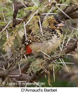 D-arnaud S Barbet - © James F Wittenberger and Exotic Birding LLC D-arnaud S Barbet - © James F Wittenberger and Exotic Birding LLC