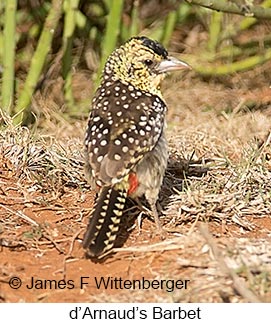 D-arnaud S Barbet - © James F Wittenberger and Exotic Birding LLC D-arnaud S Barbet - © James F Wittenberger and Exotic Birding LLC