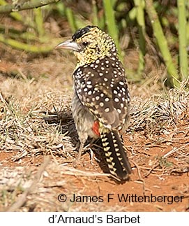 D-arnaud S Barbet - © James F Wittenberger and Exotic Birding LLC D-arnaud S Barbet - © James F Wittenberger and Exotic Birding LLC