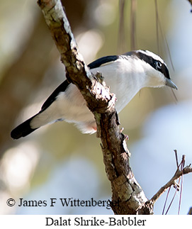 Dalat Shrike-Babbler - © James F Wittenberger and Exotic Birding LLC