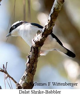 Dalat Shrike-Babbler - © James F Wittenberger and Exotic Birding LLC