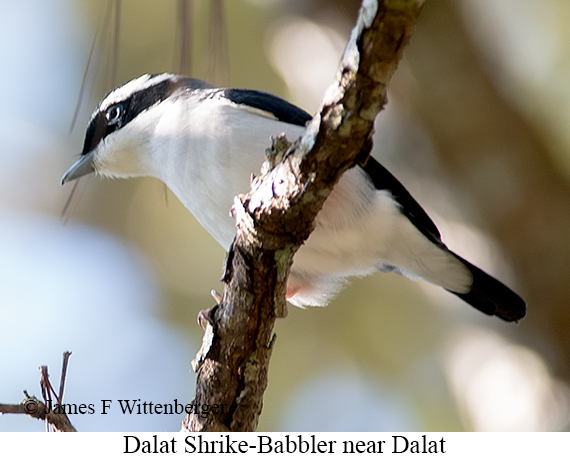 Dalat Shrike-Babbler - © James F Wittenberger and Exotic Birding LLC