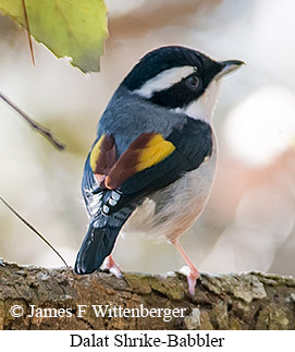 Dalat Shrike-Babbler - © James F Wittenberger and Exotic Birding LLC