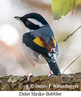 Dalat Shrike-Babbler - © James F Wittenberger and Exotic Birding LLC